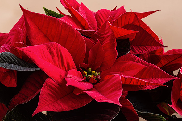 flor-de-pascua