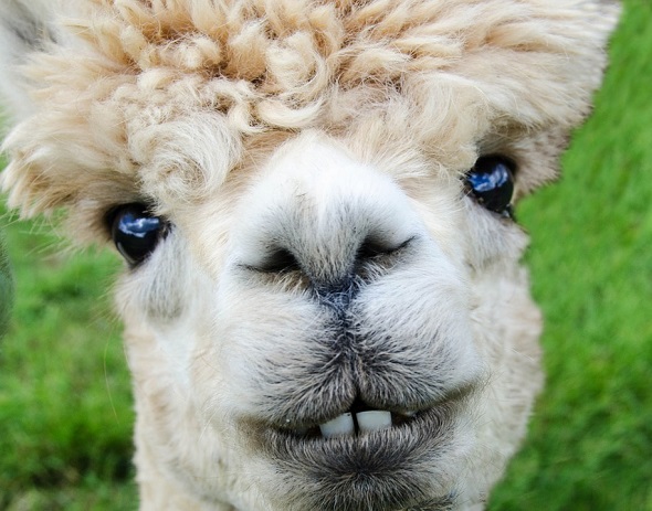 alpaca-pixabay