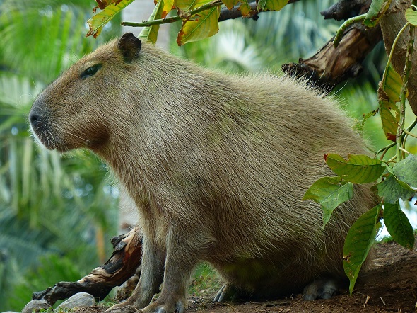 capybara-pixabay