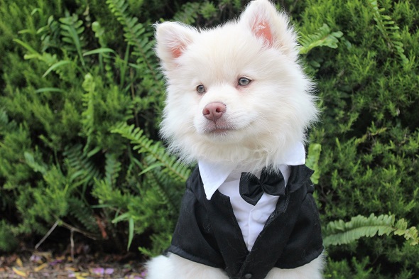 moda canina traje