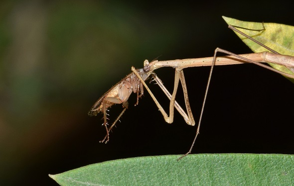 insecto-palo-pixabay