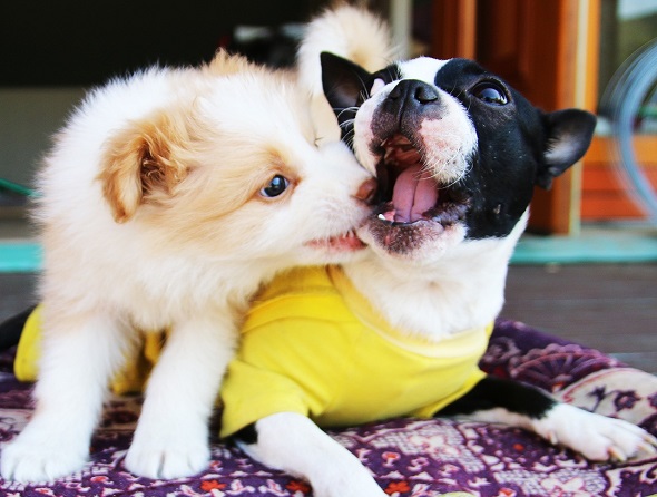perros mordiendose