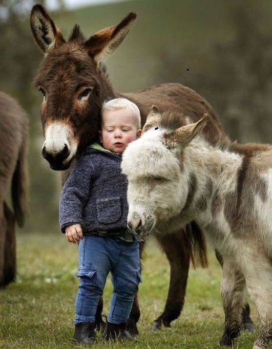 mini-burro