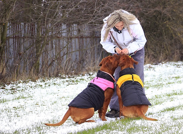 moda canina para invierno