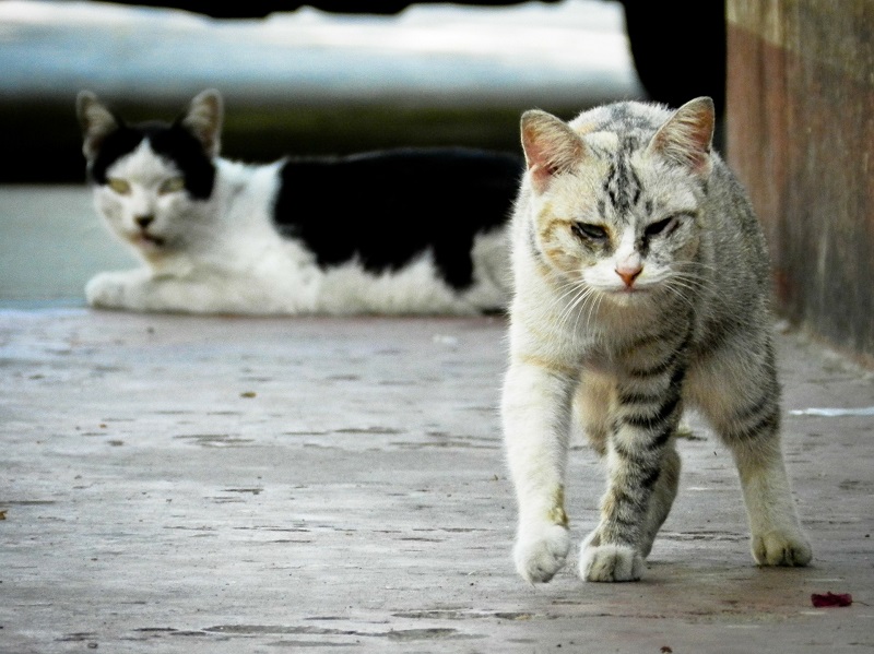 colonia-gatos