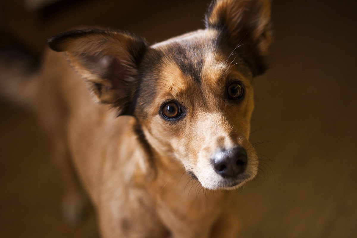 comprar o adoptar perro