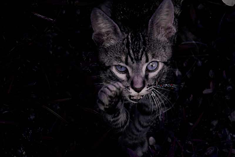 gato-jugando