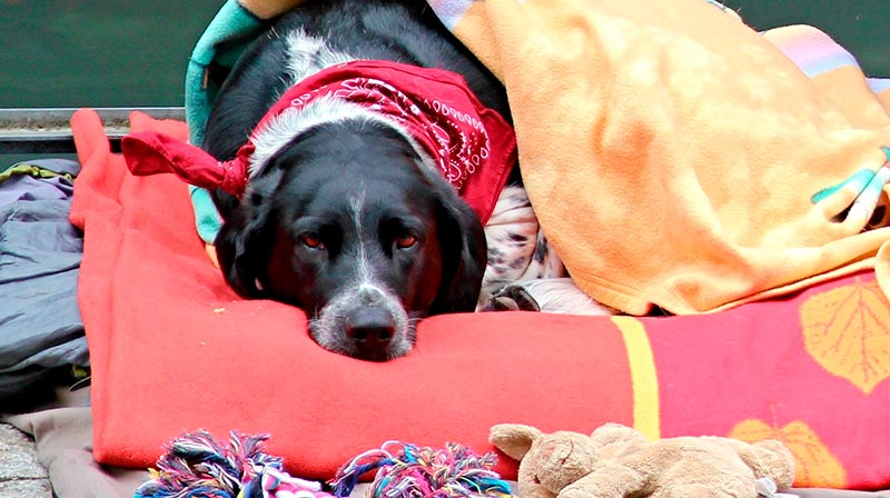 perro-enfermo