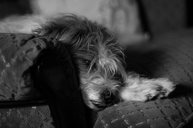 perro-eutanasia-2