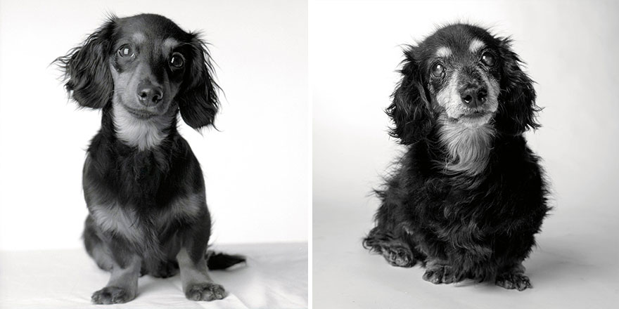 libro-retratos-perros-envejeciendo-amanda-jones-1