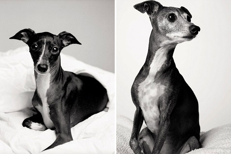 libro-retratos-perros-envejeciendo-amanda-jones-10