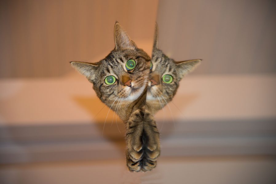 gato escondite