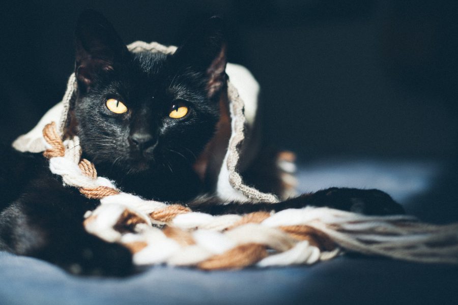 gato juguete lana