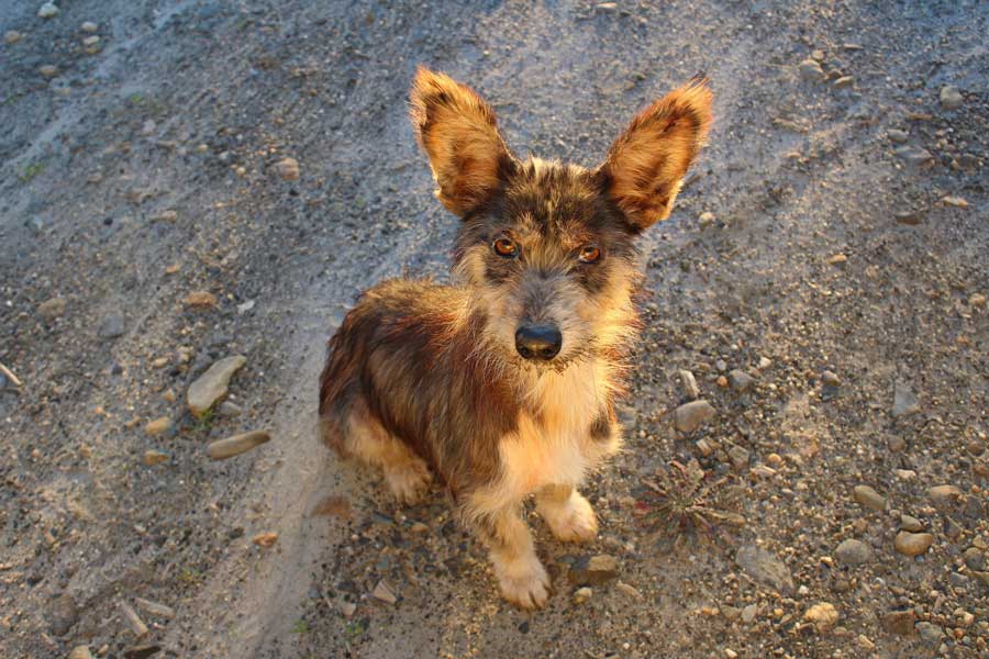 Adoptar perro abandonado