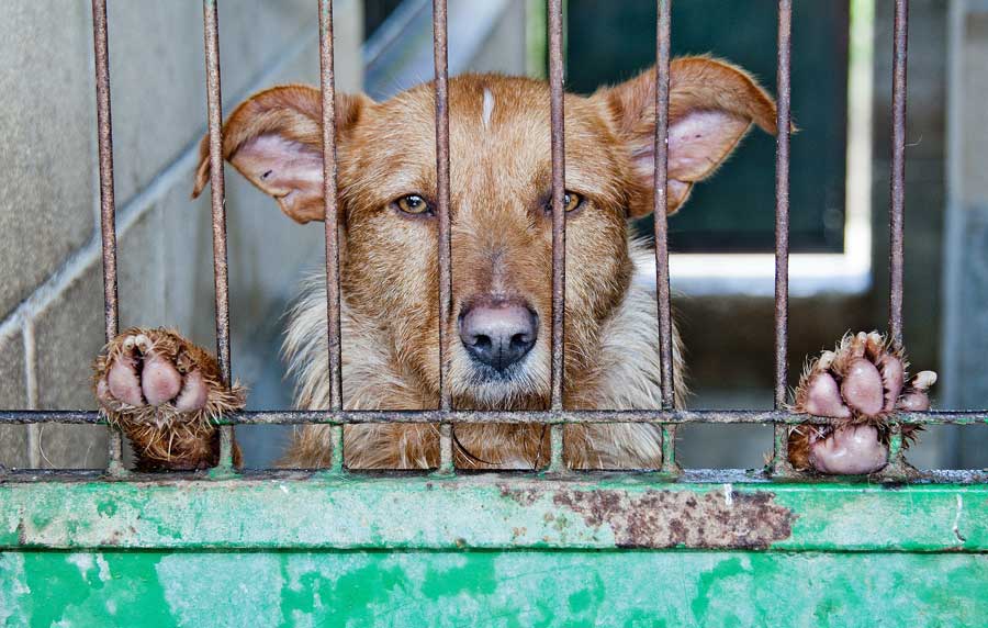 Perro tras jaulas de perrera