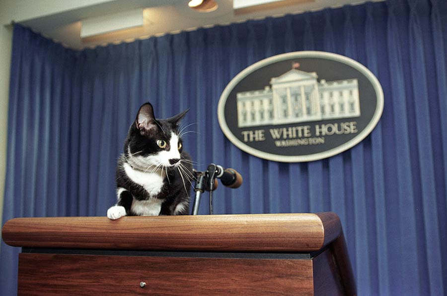 Gato de la Casa Blanca