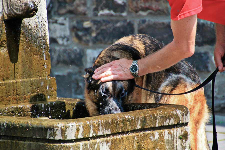 perro refrescar verano
