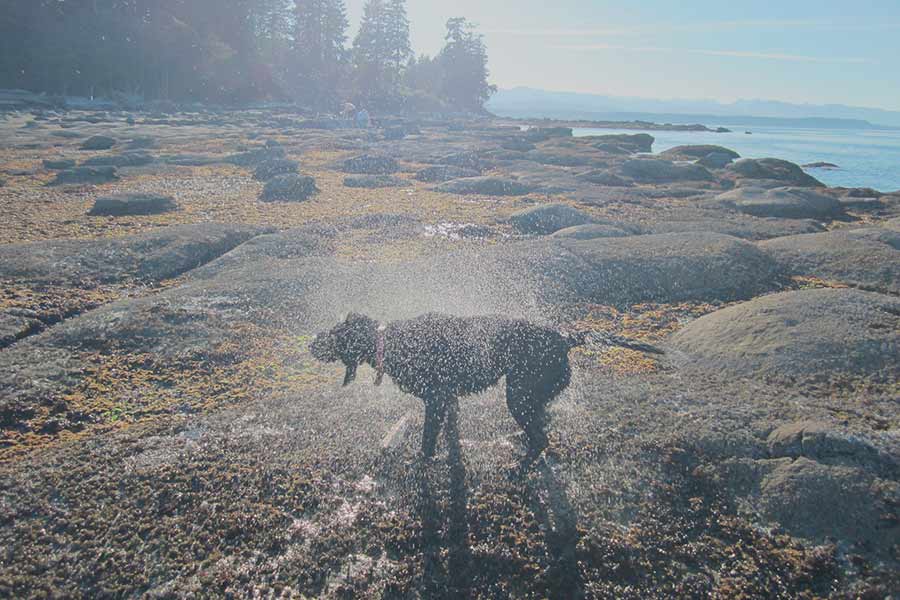 perro-verano-mojado