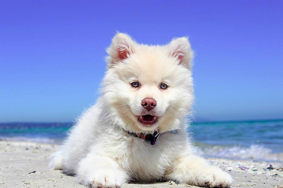 perro playa verano