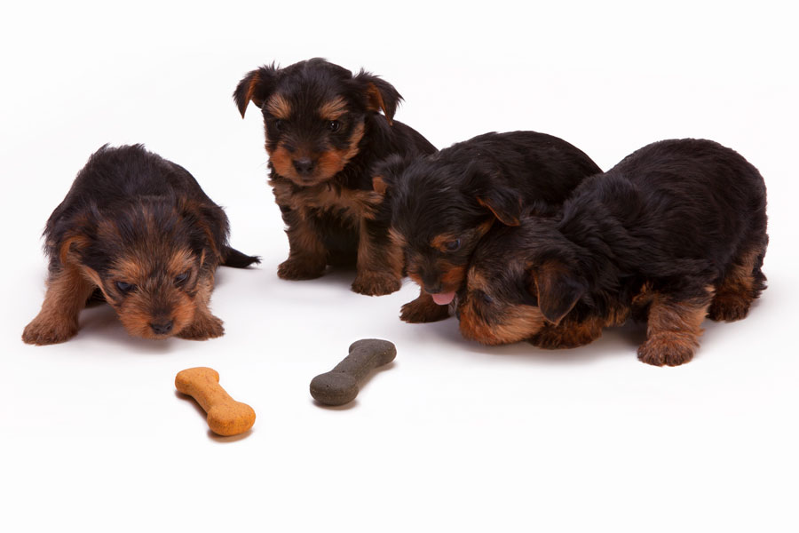Cachorros Yorkshire