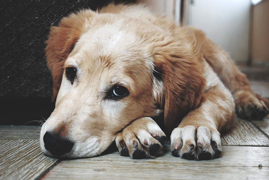 perro tumbado aburrido