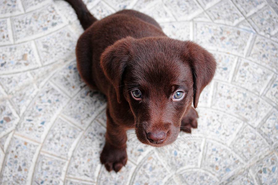 cachorro1