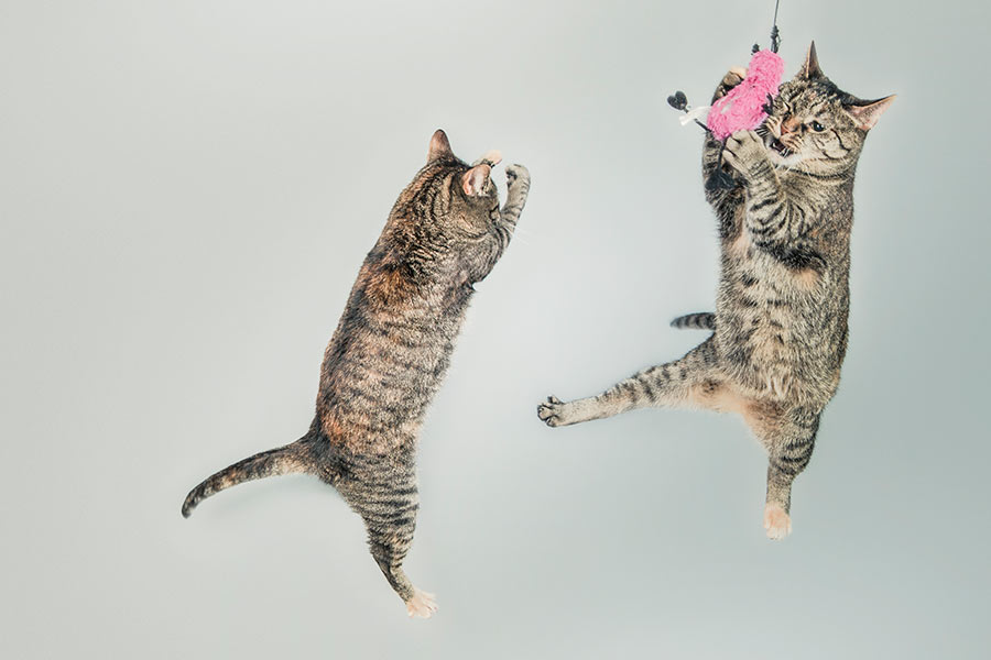 juguete-gato-san-valentin
