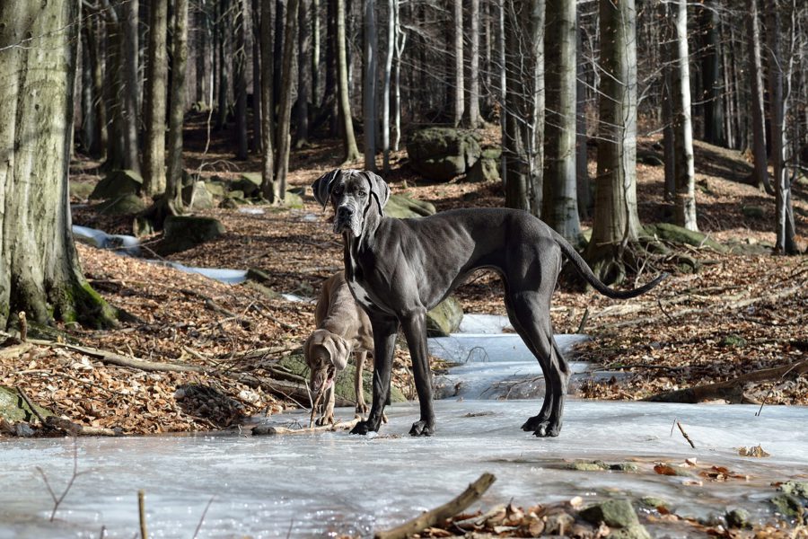 gran-danes-rio