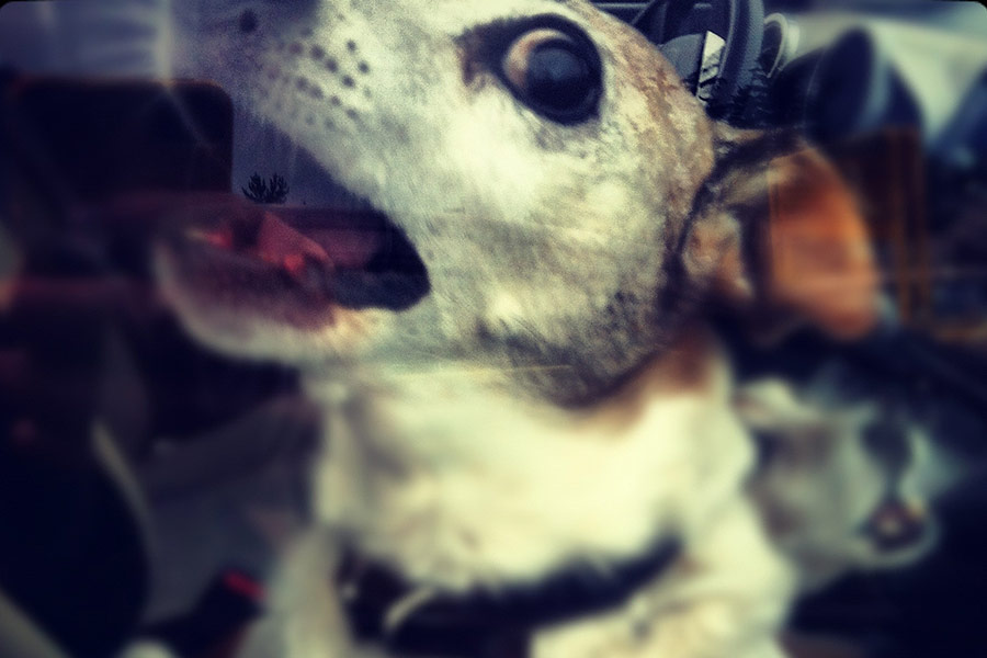 perro-coche-calor (1)