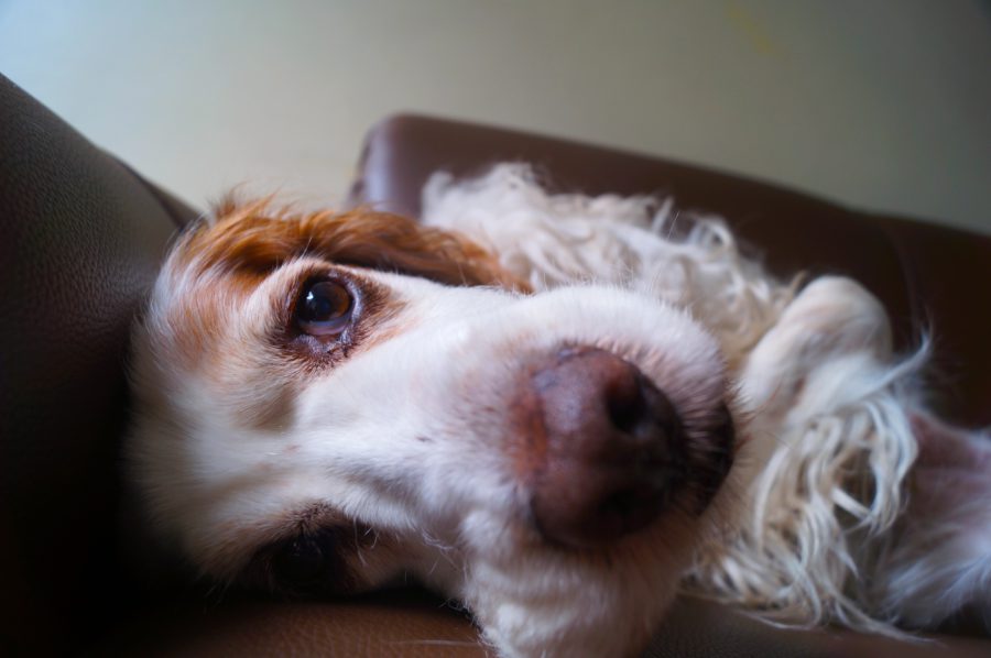 cancer-mama-perros (3)