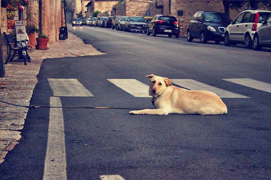 Perro en asfalto