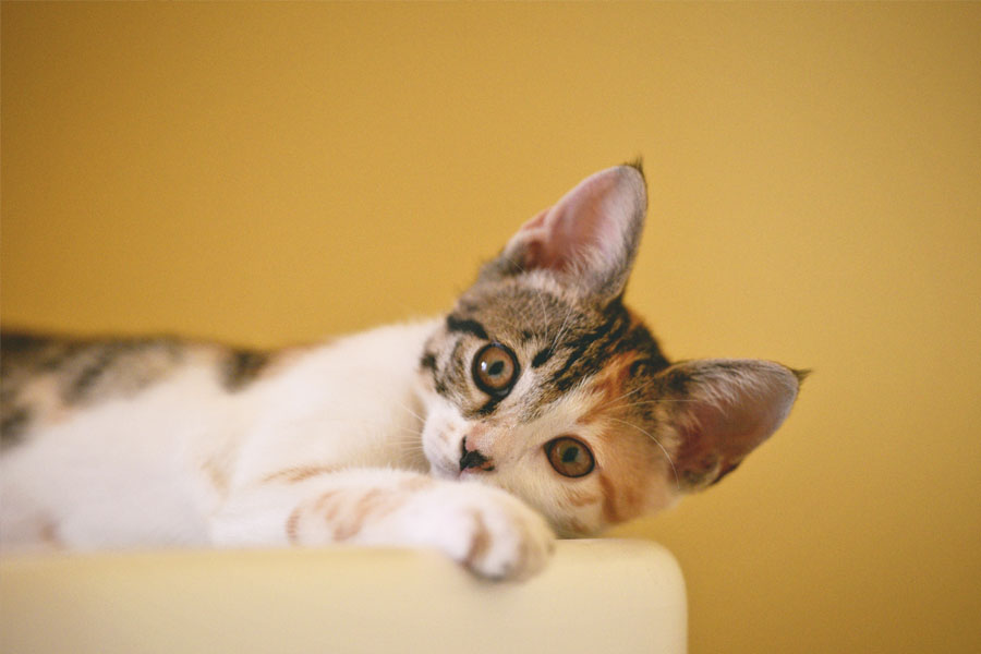 ¿Qué mascota deberías tener según tu personalidad?