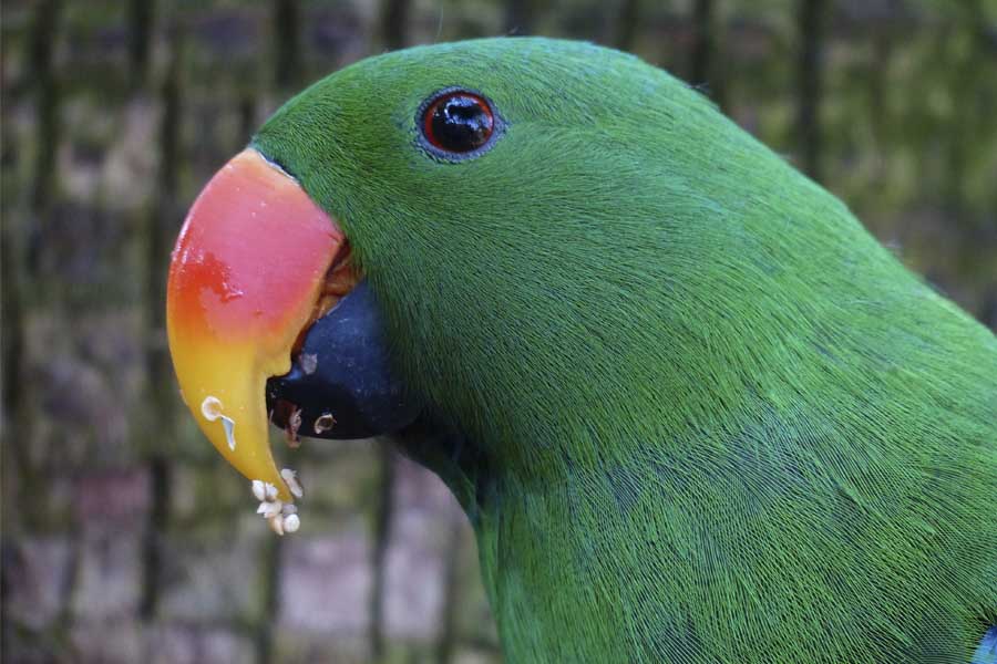 ¿Qué mascota deberías tener según tu personalidad?