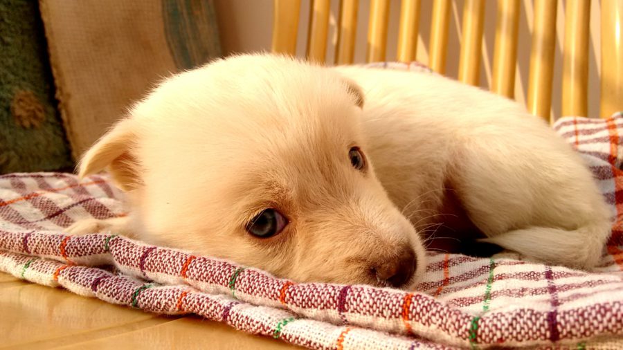 fiebre en perros (3)
