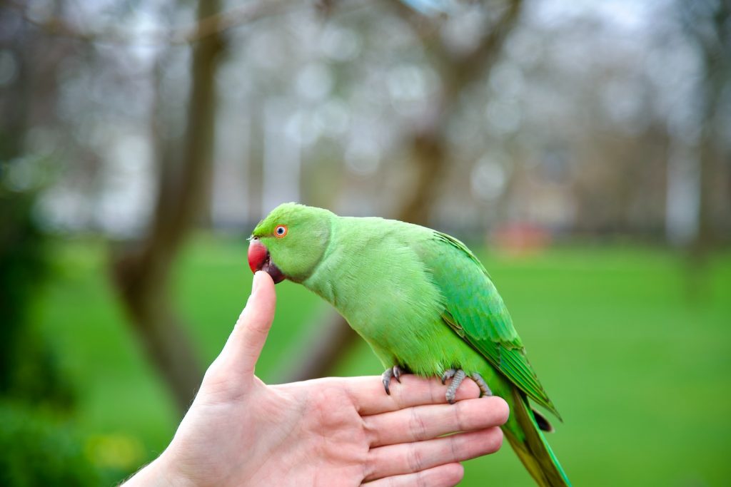 a green bird perched on a persons finger