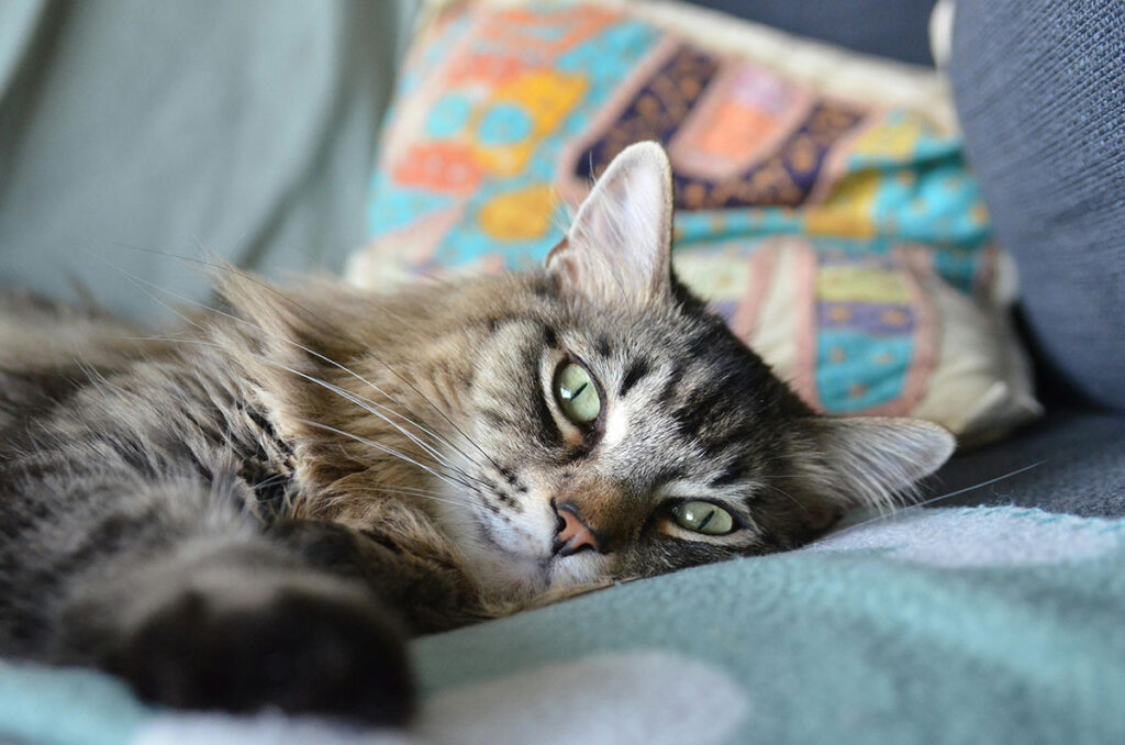 Gato-tumbado