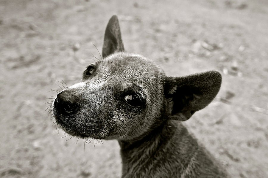Cachorro triste