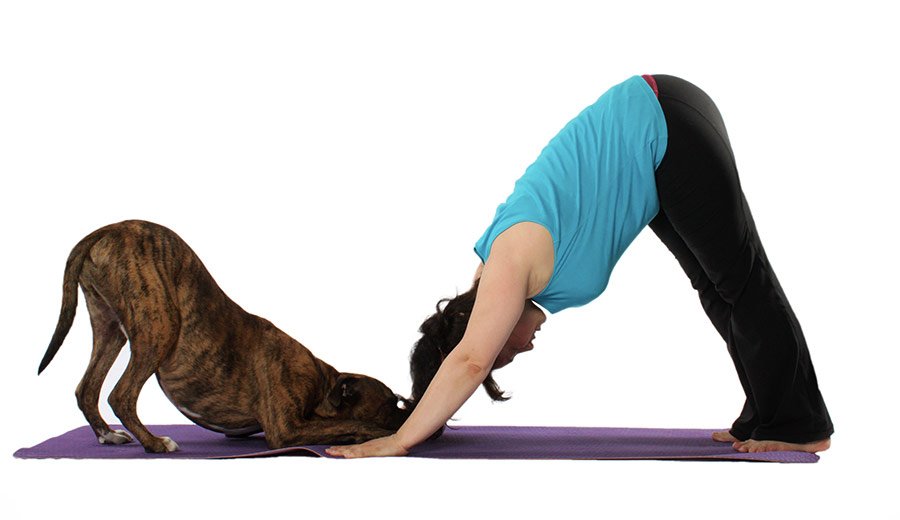 Doga perro