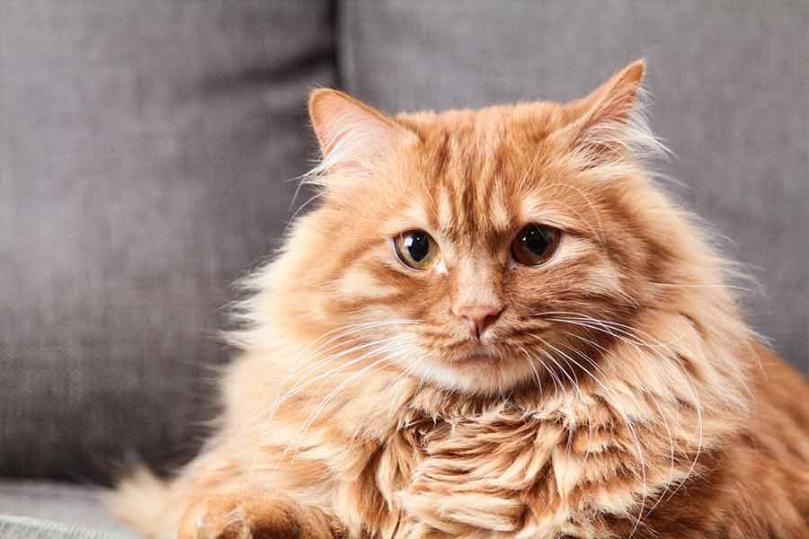 Gato gordo