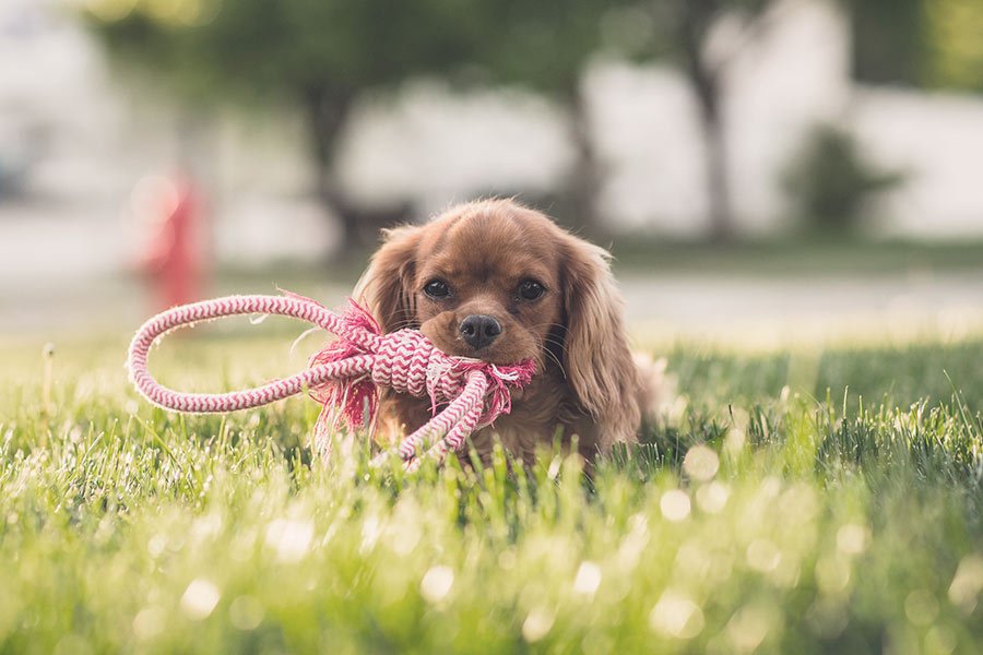 adiestramiento_vs_coaching_canino (1)