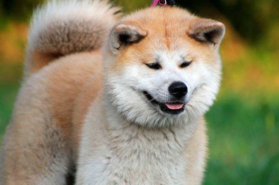 akita-inu-adulto
