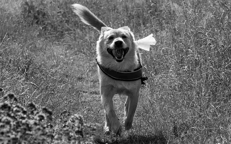 cabecera-perro-heroe