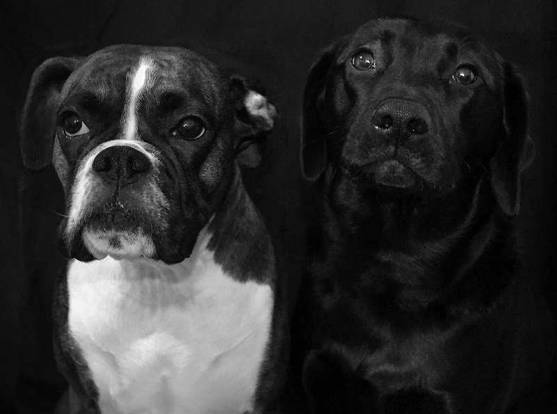 boxer cabecera