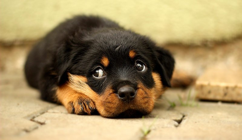 cachorro-perro-enfermo