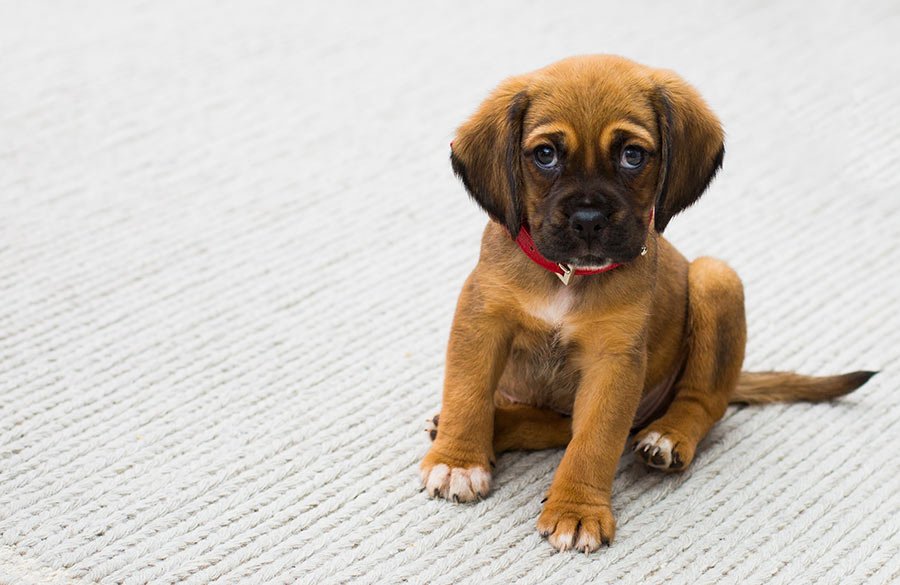 adoptar cachorrro