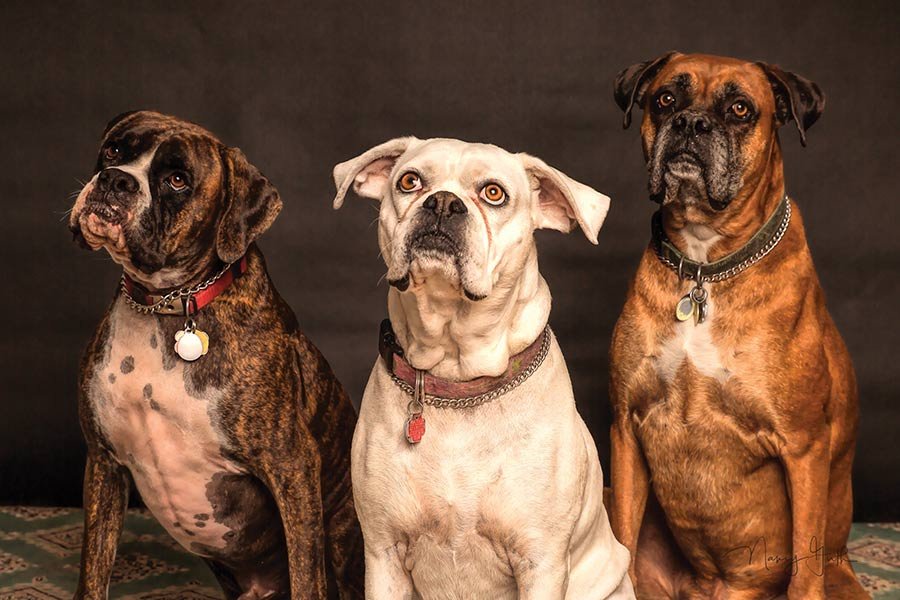 calcular-edad-real-perro