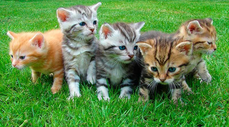 castrar-gatos-si-o-no
