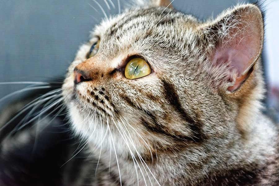 día internacional del gato