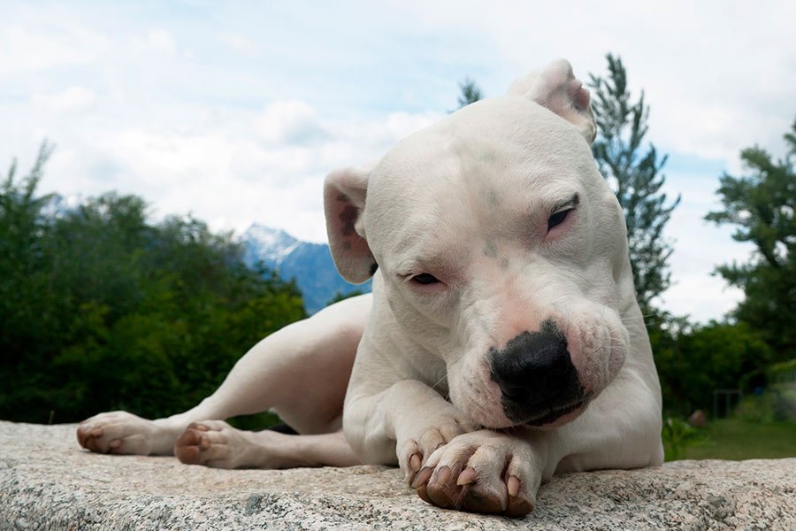 dogo-argentino-ppp