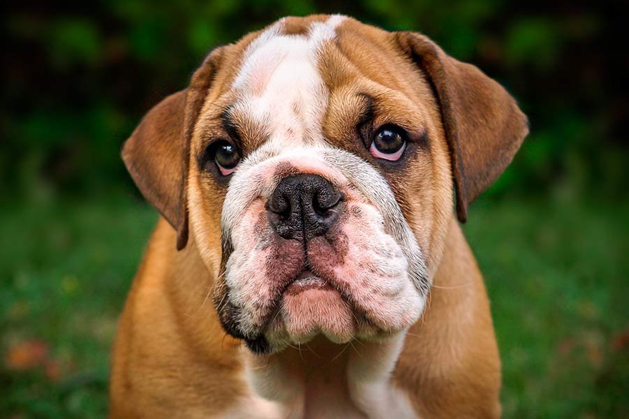 english-bulldog